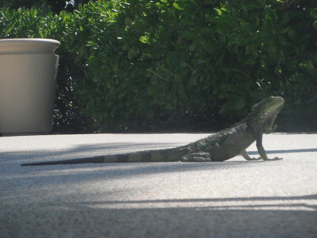 Iguanas were all over the property - and they were not shy.