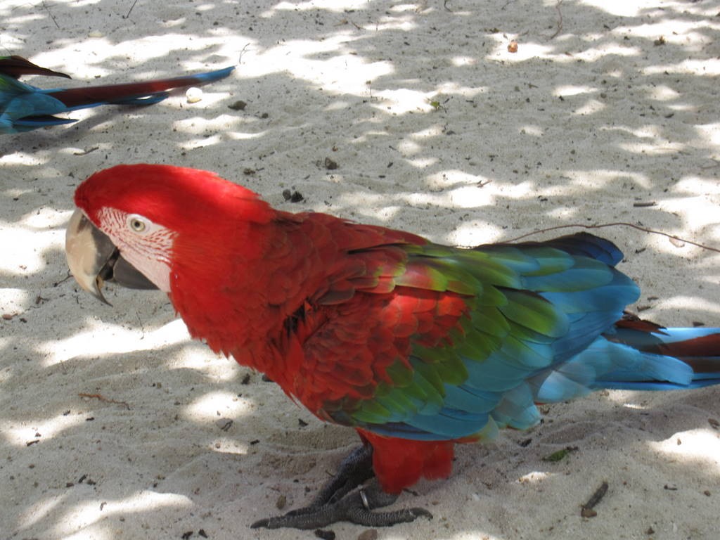 Like most of the hotels on the island, they raise macaws to entertain the tourists.