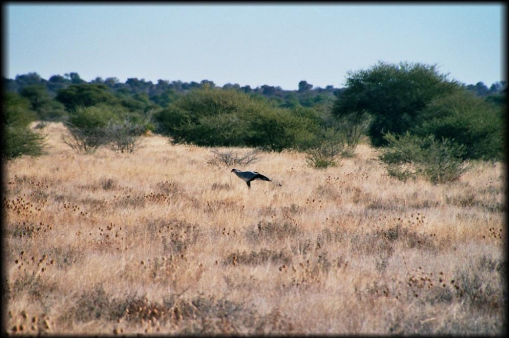 This secretary bird was eating a snake.  They are over a meter high.  