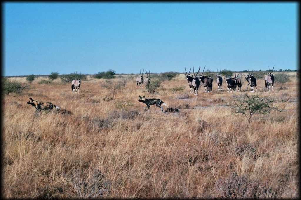 The springbok took cover behind a group of Oryx.  The oryx are too large for the dogs to attack.