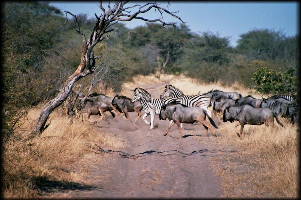 This herd of zebras and wildebeests numbered in the hundreds.