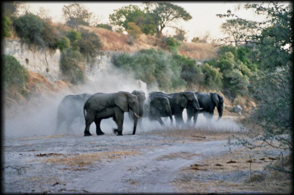 As the day ended, we saw this herd of elephants taking a mud bath.
