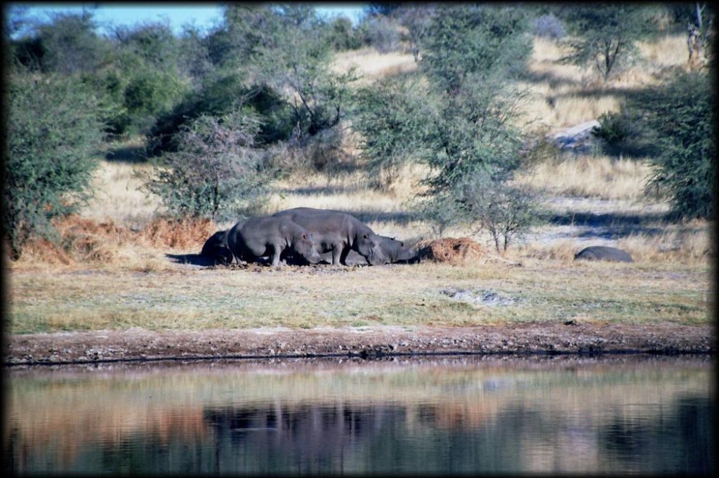 We were lucky to be there at the only time of the year where hippos leave the water.