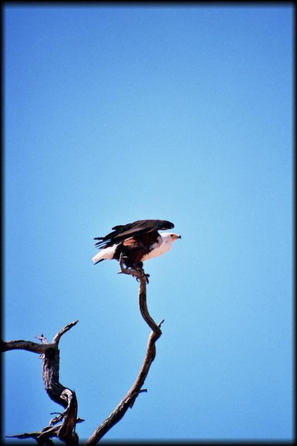 A fish-eagle.