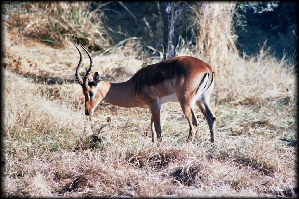 We saw many thousands of impala on our trip - but the first are always the cutest, and thus the most photographed.