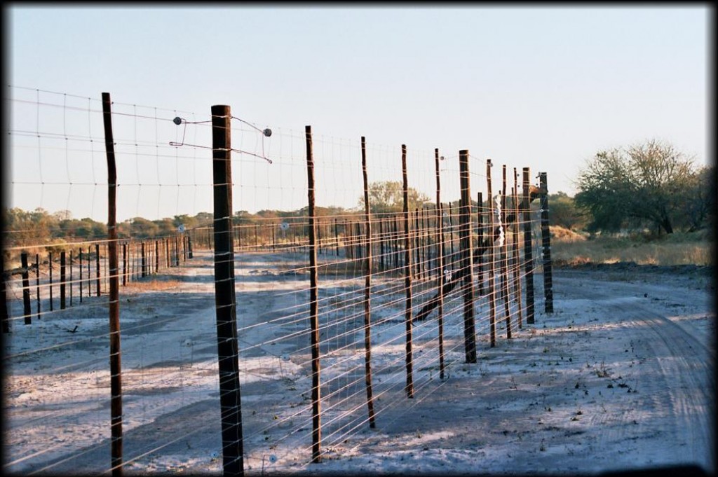 Electric fences separate the wildlife from the livestock.  This controversial practice (which we saw in many places in Botswana)  protects the game from being shot at by farmers protecting their animals.  However, we still saw many animals make it through the fence - or die trying.