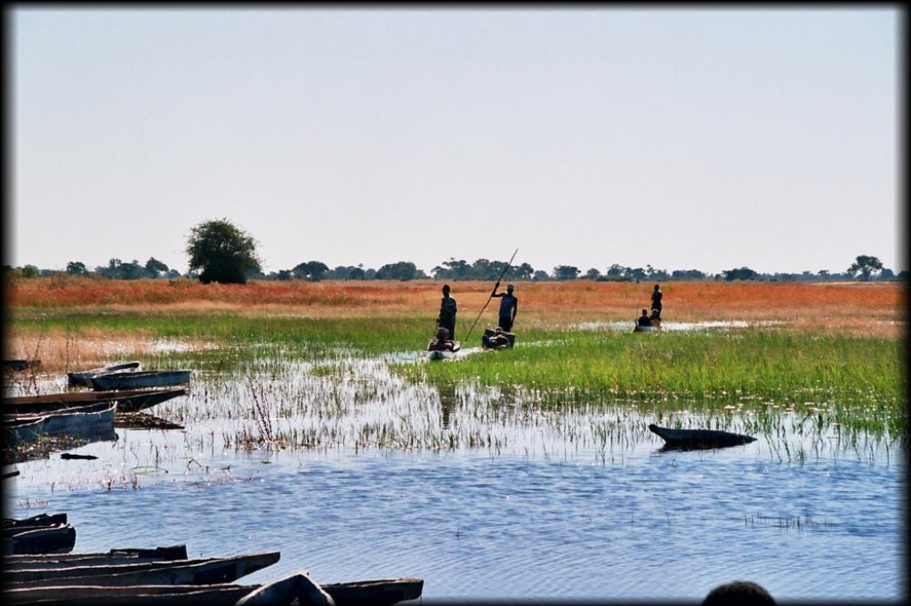 We took a Mokoro trip that was organized by the Hotel.  A Mokoro is a dug-out canoe that the passengers sit in, and get poled around the shallow waters of the Okavango Delta.