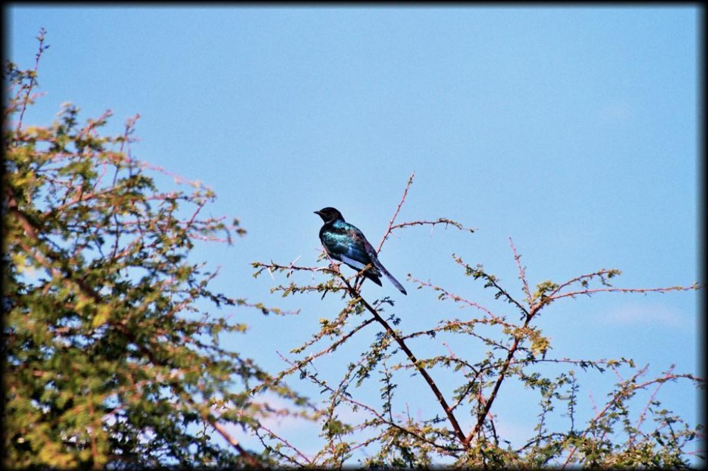 A glossy starling.