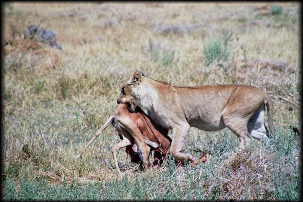 Right around the corner, we saw this lioness with an impala for lunch.