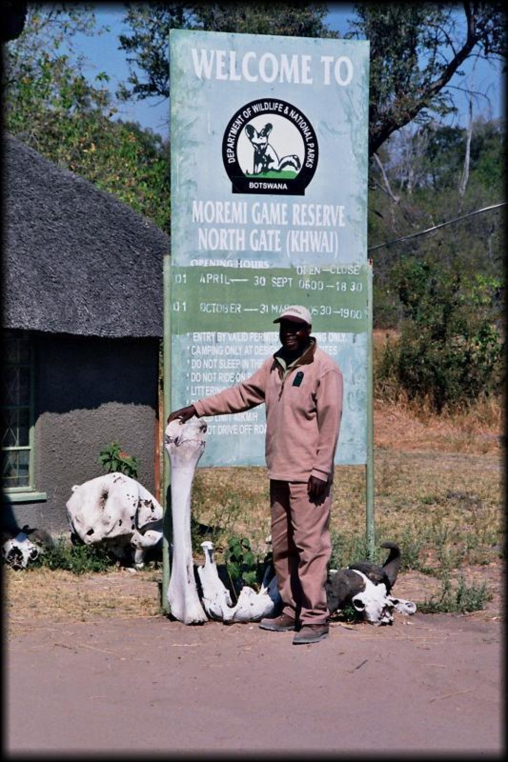 Here we are entering the Moremi Game Reseve, in the Khwai area.  That's an elephant's shin bone that Sam's holding up.  And in case you were beginning to wonder, Sam's at least 6' tall.