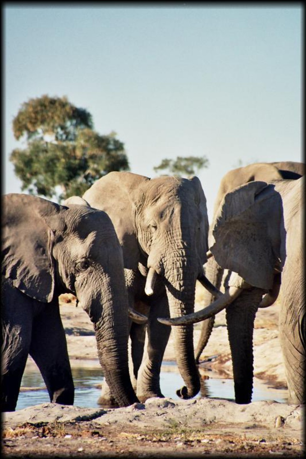 Our first stop in Chobe National Park was the Savute Reserve. Elephants and elephants and elephants...
