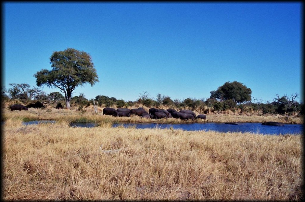 Our first stop in Chobe National Park was the Savute Reserve. Elephants and elephants and elephants...
