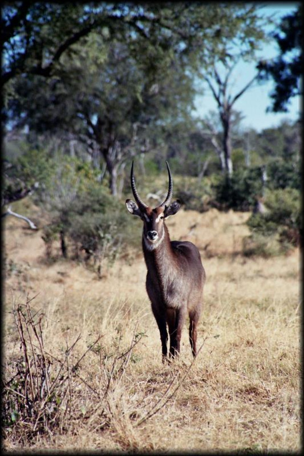 Sable antelope.