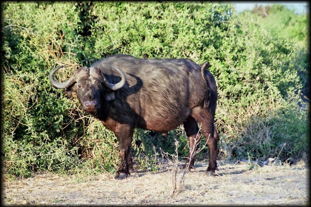 We finally saw the elusive buffalo.