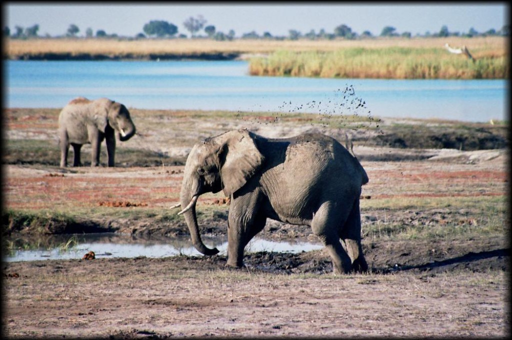 Taking a mudbath.  It not only helps them to cool off, but also to control parasites and functions as a sunscreen.