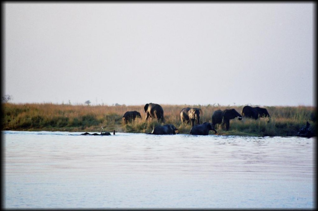 More elephants awaited us at the northern part of Chobe National Park, in Serondela.
