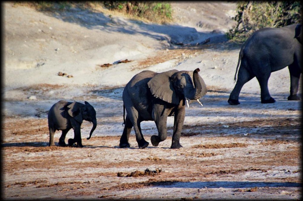 More elephants awaited us at the northern part of Chobe National Park, in Serondela.
