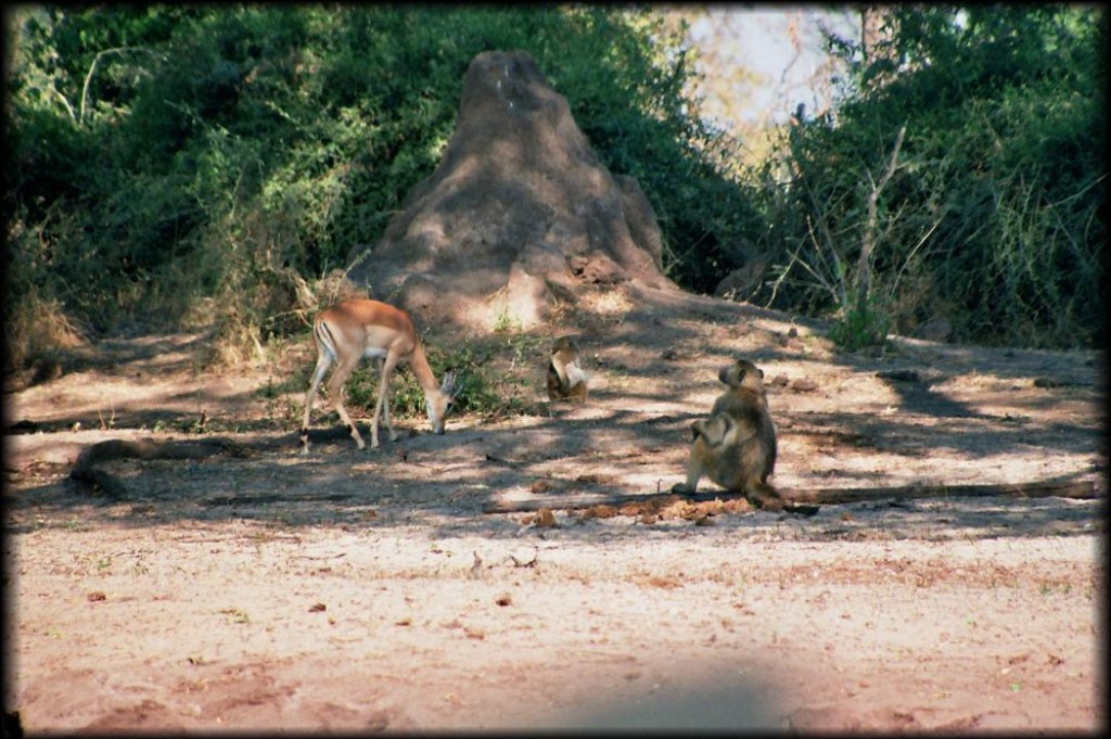 Impala with baboons along the bank of the river.