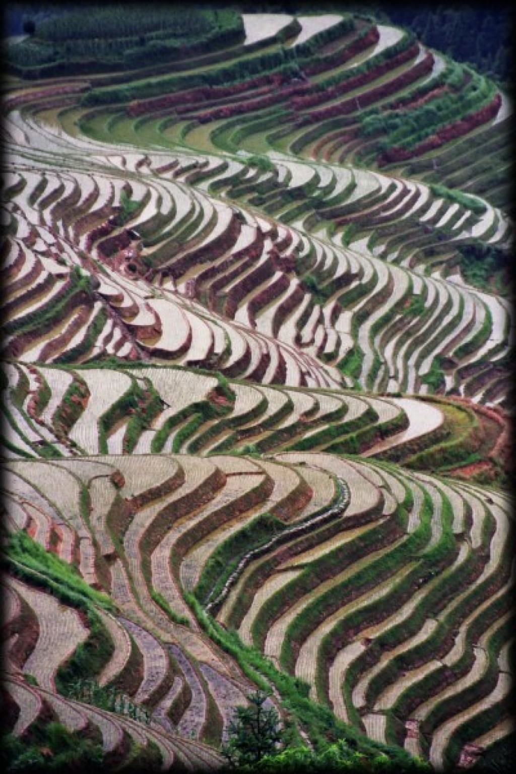 Longshen, or Dragon's Spine Terraces, is known for terraced rice paddies that stretch as far as the eye can see.  It was a highlight of our visit to China. 