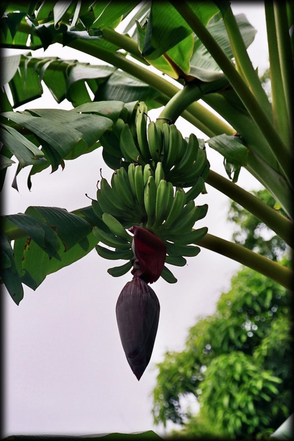 Banana tree.
