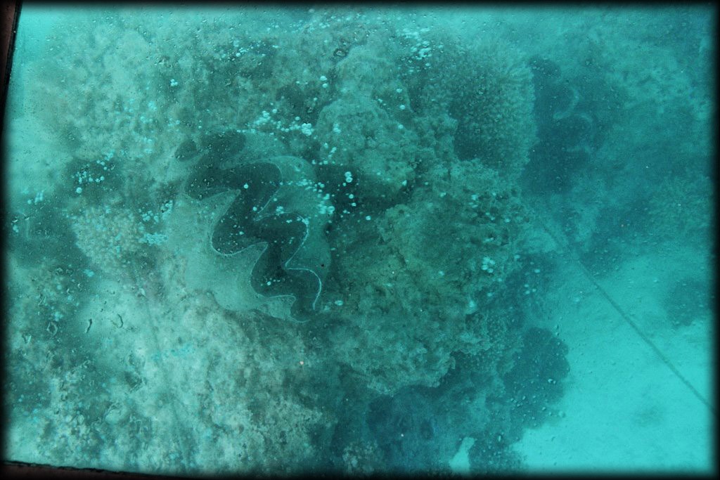 And giant clams.