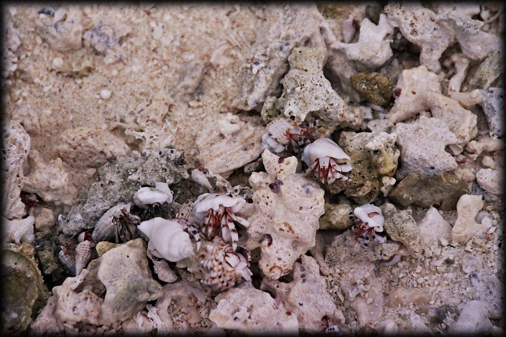 Coral beach with lots of hermit crabs.