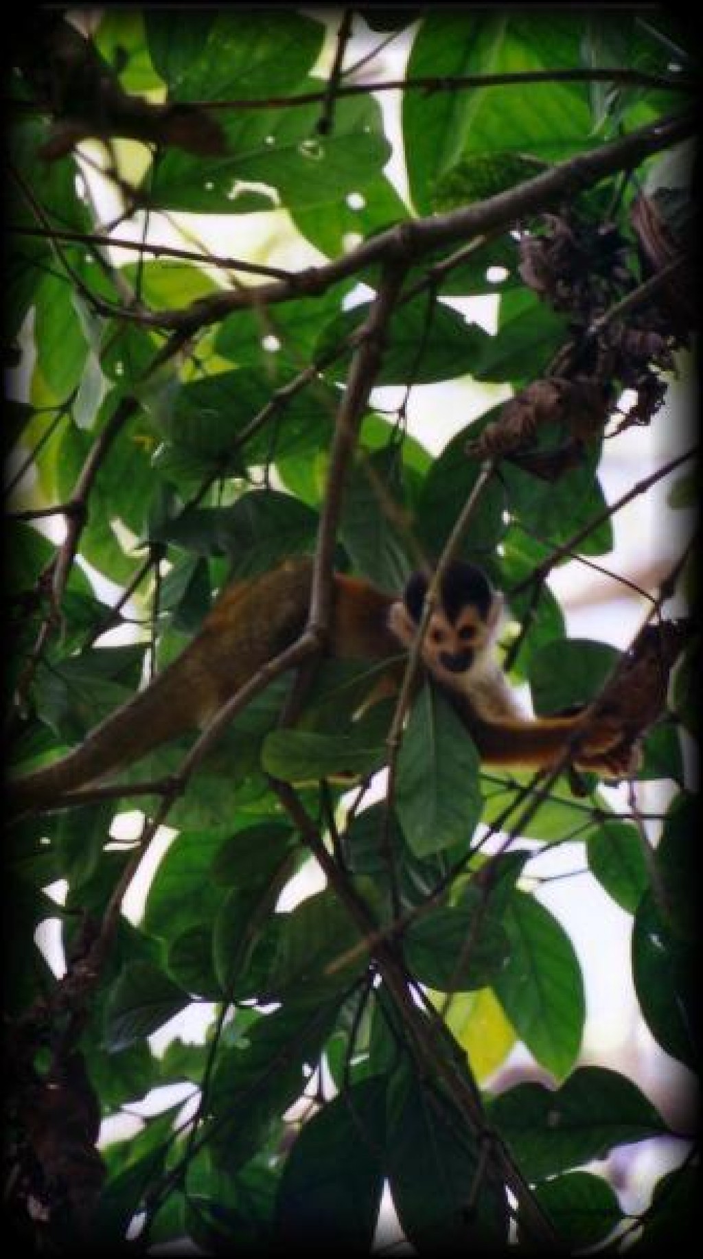 During this hike we spotted every species of monkey that is found in Costa Rica.