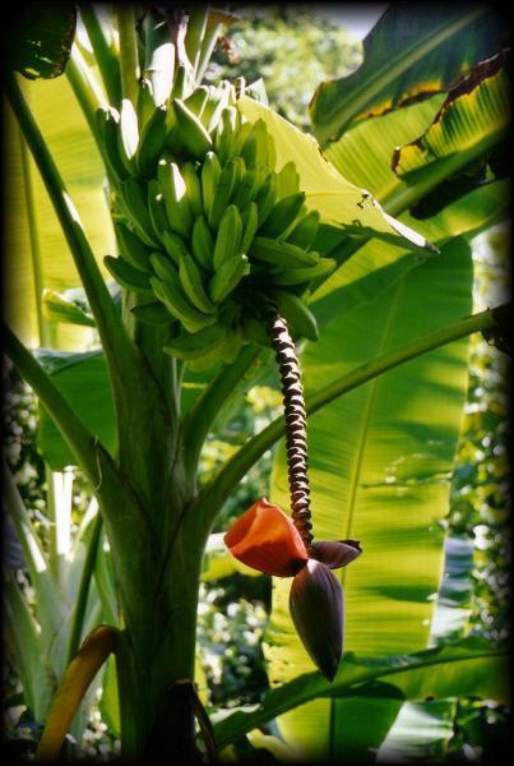 Who knew bananas started out life so pretty?