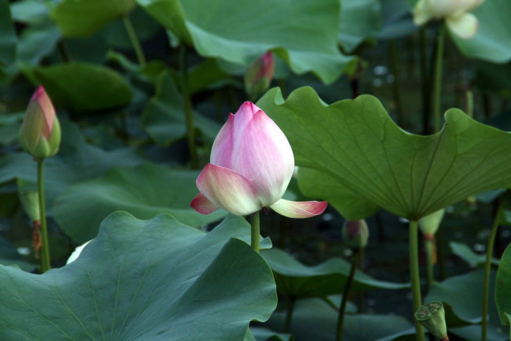 If you don't like photos of Lotus Flowers, please feel free to skip forward about 20 photos!