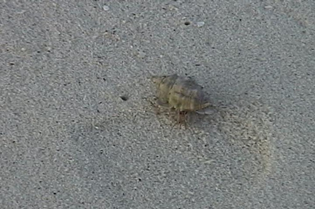 We have never seen so many hermit crabs, ever.  It made shell collecting difficult - all the good ones were still occupied!