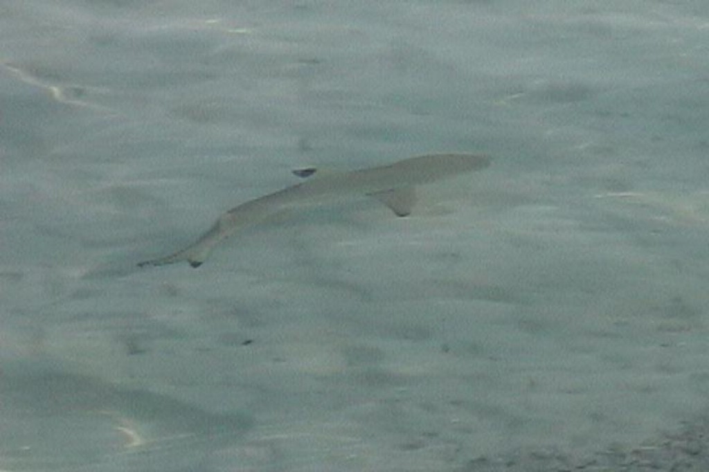 There's always a lot of baby sharks in the evening right off the dock.  This one, however, we saw right off the beach walking back to our room. 
