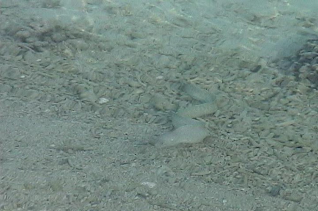 ...and this eel.  We also saw some flying fish, but we didn't move fast enough to get a picture.  We also did a lot of snorkeling at Kani, and we took pictures with our underwater camera.  Unfortunately we don't have them developed yet.  (We saw lots of cool fish - and a sea turtle!)