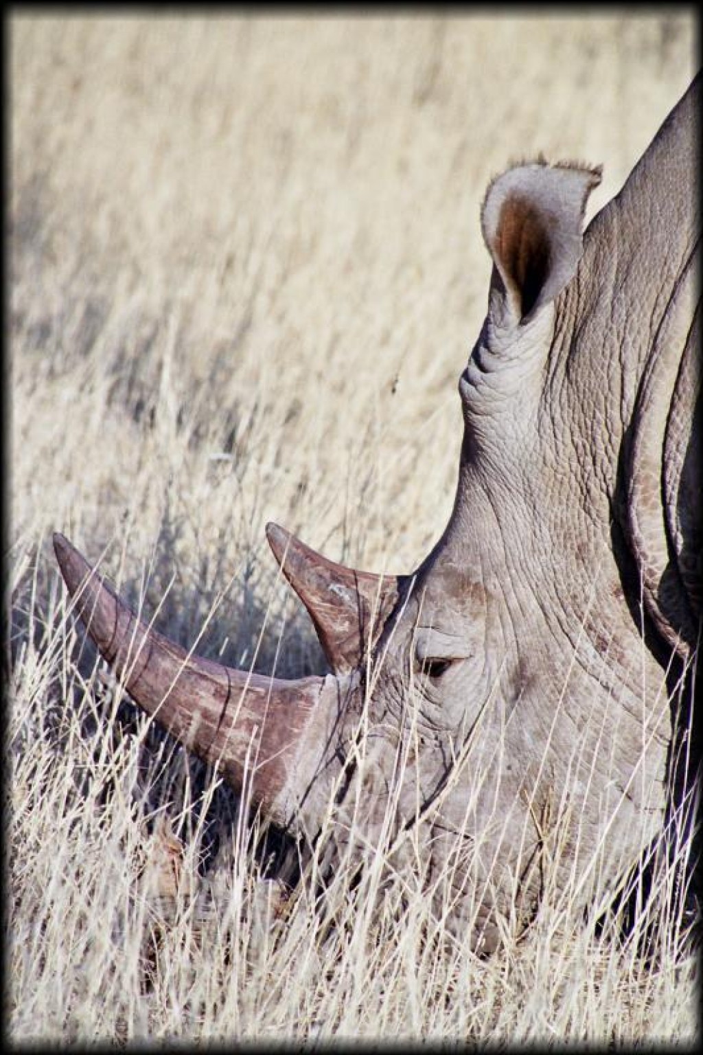 .. and, the reason we went, to see the final of the "big five". The park has 4 white rhino.