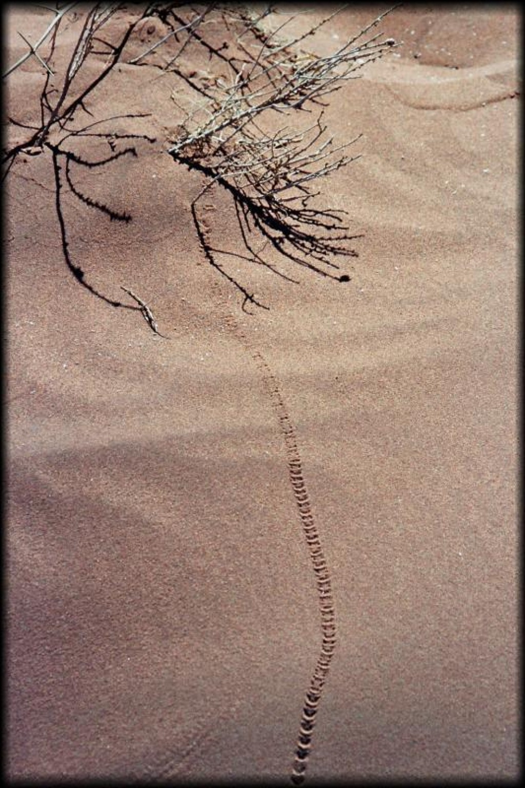 Dung beetle tracks.