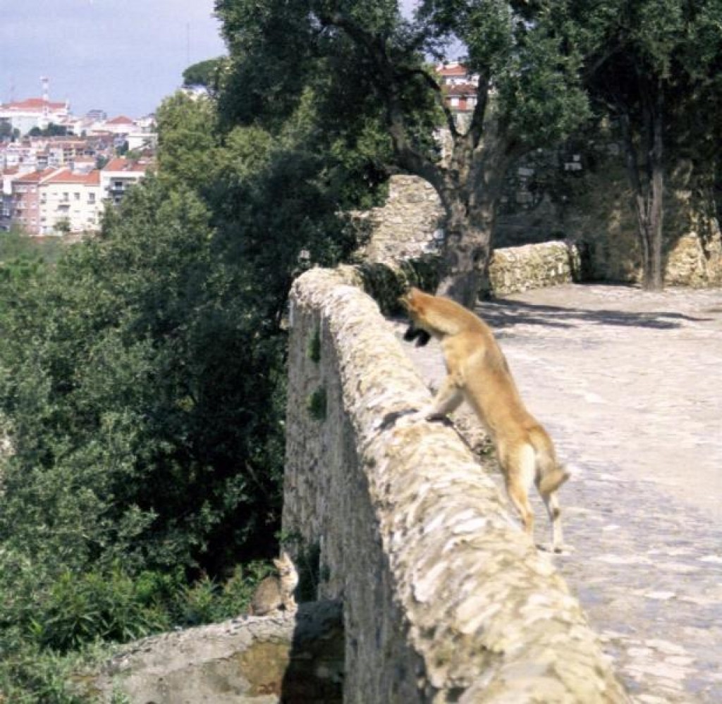 Two of Portugal's many, many, many strays facing off on the walls.