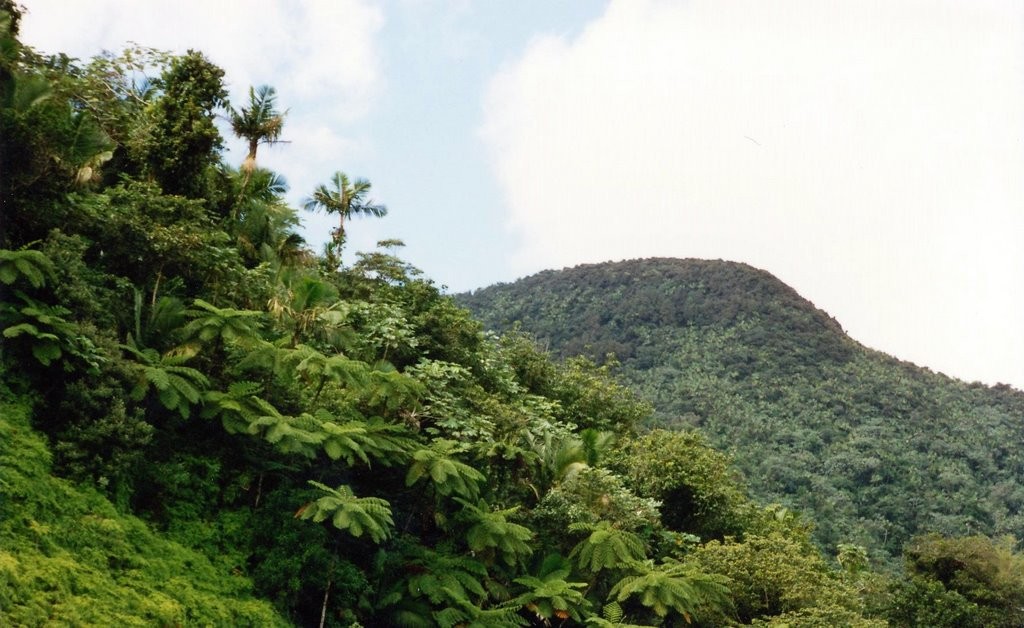 El Yunque