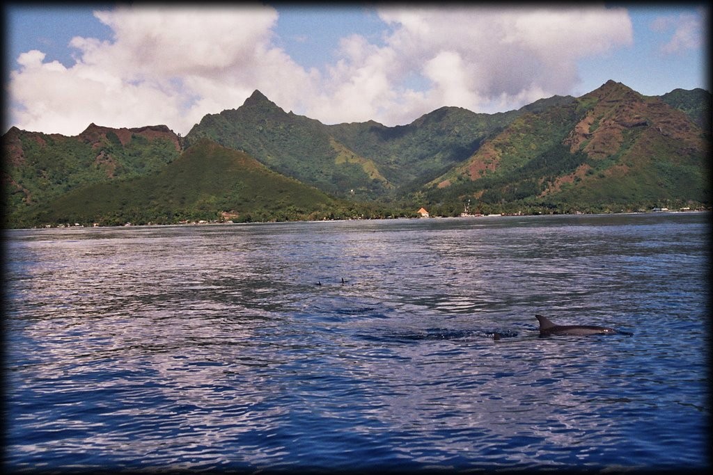 Dolphins in the foreground and towering mountains in the background.  Welcome to Moorea - quite possibly the most beautiful place on earth.