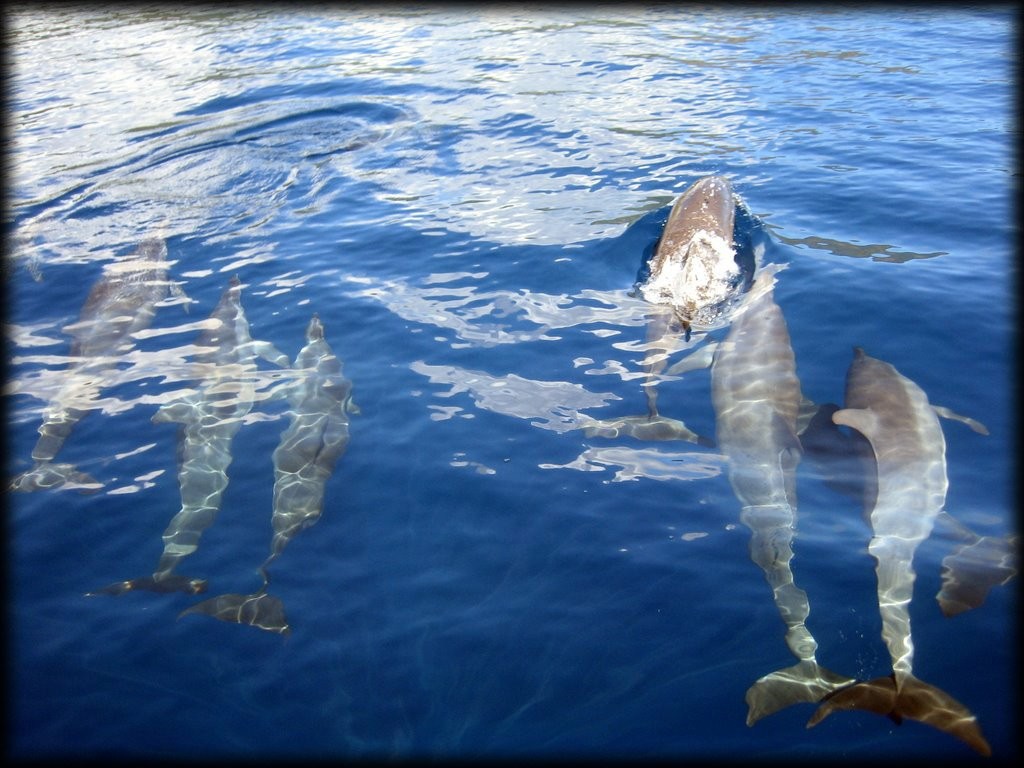 Dolphins surrounding our boat.