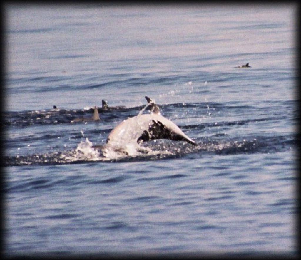 Spinner dolphins are the only dolphins in the world that do this in the wild.