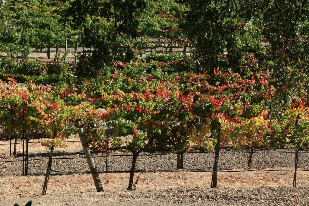 The wine growing region of Sonoma County is famous for it's reds - Zinfandel, Cabernet Sauvignon, Pinot Noir, and Syrah.  We are fortunate enough to call this area home - here are some of our favourite photos from this amazing area.