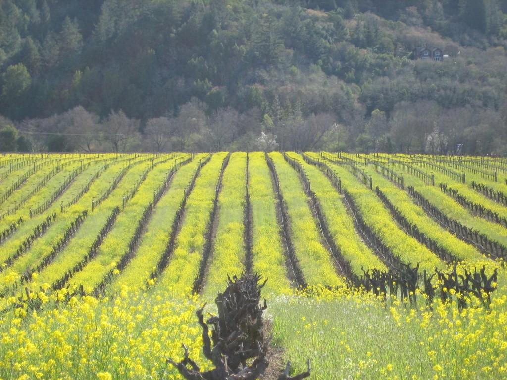 The wine growing region of Sonoma County is famous for it's reds - Zinfandel, Cabernet Sauvignon, Pinot Noir, and Syrah.  We are fortunate enough to call this area home - here are some of our favourite photos from this amazing area.