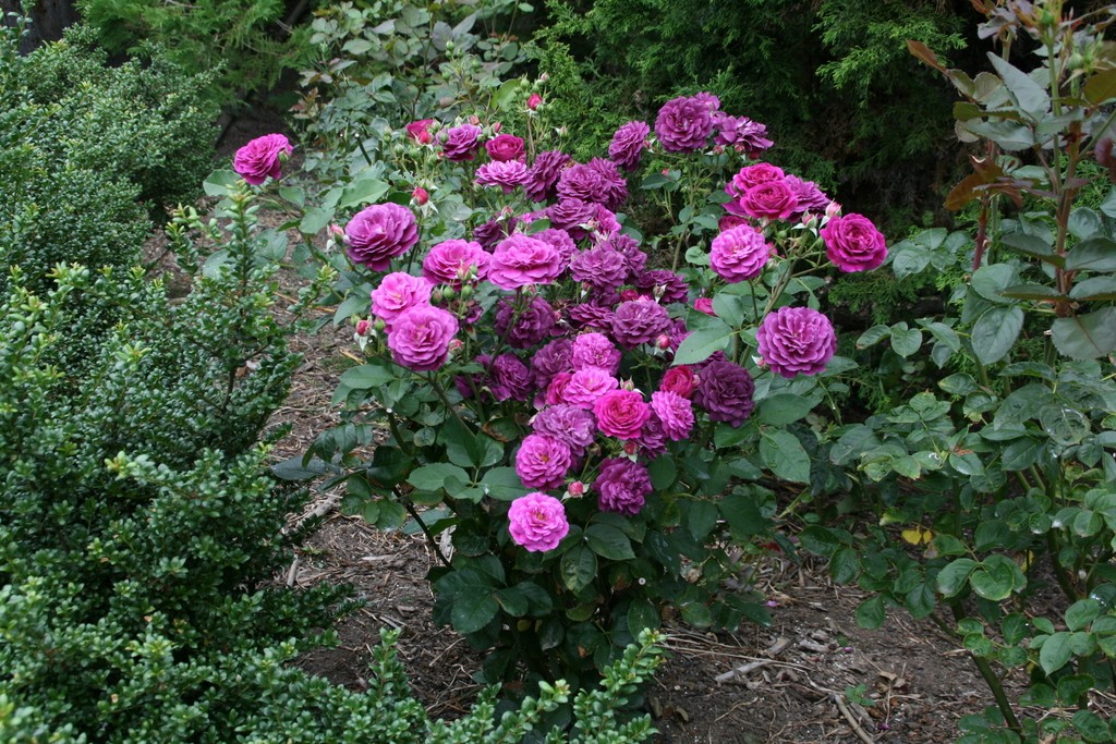 The Portland International Rose Test Garden and the Japanese Garden