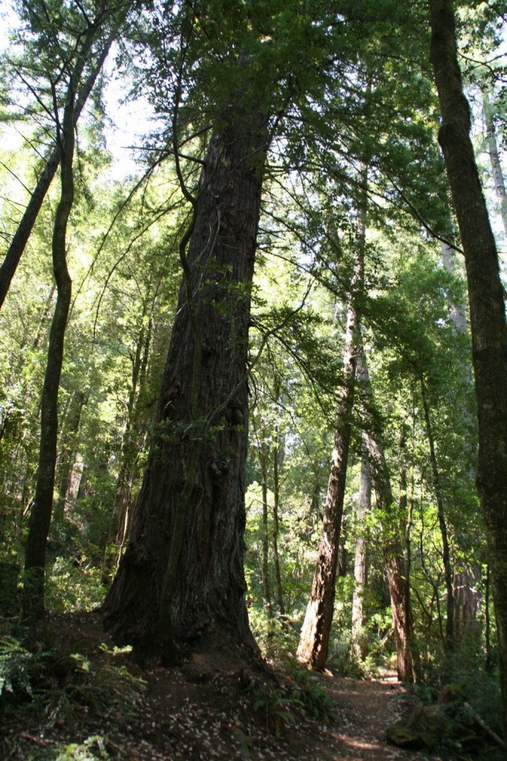 We enjoyed an easy hike through some beautiful forest in the Redwood State Park, close to Brookings, OR