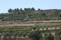 Olive trees and grapes grow in terraced farms on the road between Bethleham and Hebron.