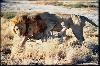 Lions in Savute (Chobe National Park)