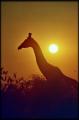 Giraffe in Serondela (Northern Chobe)