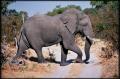 Elephant in Moremi Reserve