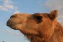 Camel Farm seen on Dune Safari with Arabian Adventures