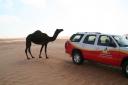 Camel and Arabian Adventures Car