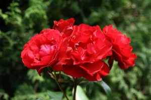Roses in the International Rose Test Garden